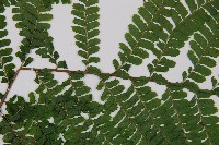 粗毛鱗蓋蕨藏品圖，第5張