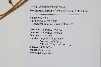 華東瘤足蕨藏品圖，第2張