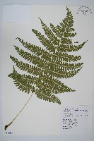 姬蹄蓋蕨藏品圖，第1張