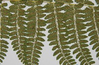 姬蹄蓋蕨藏品圖，第4張