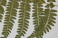 姬蹄蓋蕨藏品圖，第5張