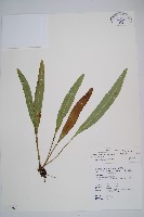 垂葉舌蕨藏品圖，第1張