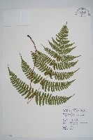 疏葉鱗毛蕨藏品圖，第1張