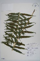 薄葉梳毛蕨、縮羽小毛蕨藏品圖，第1張