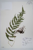 狹基鉤毛蕨藏品圖，第1張