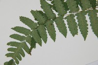 琉球雙蓋蕨藏品圖，第3張