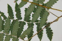 琉球雙蓋蕨藏品圖，第4張