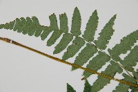 琉球雙蓋蕨藏品圖，第5張