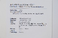 阿里山蹄蓋蕨藏品圖，第2張