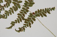 阿里山蹄蓋蕨藏品圖，第4張