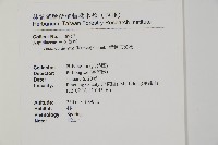薄葉三叉蕨藏品圖，第2張