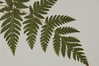 薄葉三叉蕨藏品圖，第3張