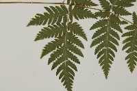 薄葉三叉蕨藏品圖，第4張