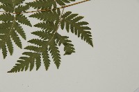 薄葉三叉蕨藏品圖，第5張