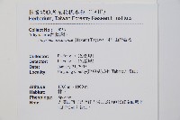 阿里山蹄蓋蕨藏品圖，第5張