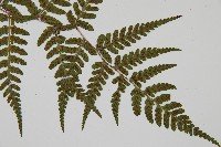 阿里山蹄蓋蕨藏品圖，第6張