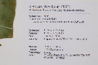 銳頭舌蕨藏品圖，第2張