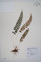 軟骨耳蕨藏品圖，第1張