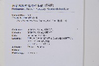 軟骨耳蕨藏品圖，第2張