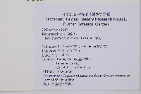 碗蕨藏品圖，第2張