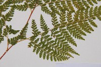 碗蕨藏品圖，第3張