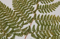 碗蕨藏品圖，第4張