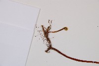 碗蕨藏品圖，第5張