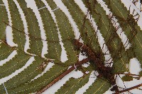 邊緣鱗蓋蕨藏品圖，第4張