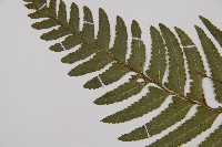 邊緣鱗蓋蕨藏品圖，第5張