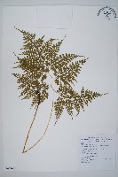 彎柄假複葉耳蕨藏品圖，第1張