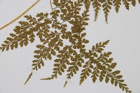 彎柄假複葉耳蕨藏品圖，第3張