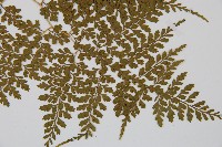 彎柄假複葉耳蕨藏品圖，第4張