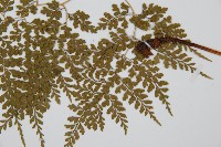 彎柄假複葉耳蕨藏品圖，第5張