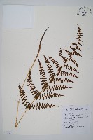 對生蹄蓋蕨藏品圖，第1張