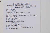 對生蹄蓋蕨藏品圖，第2張