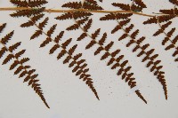 對生蹄蓋蕨藏品圖，第4張