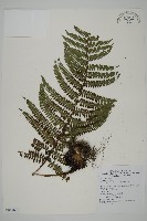 頂囊肋毛蕨藏品圖，第1張