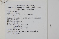 頂囊肋毛蕨藏品圖，第2張