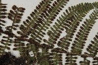 頂囊肋毛蕨藏品圖，第4張