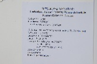 掌鳳尾蕨藏品圖，第2張