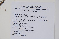 星毛紫柄蕨藏品圖，第2張