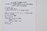 華東瓶蕨藏品圖，第2張