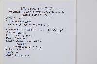 鐮葉耳蕨藏品圖，第2張