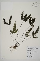 長尾鐵線蕨藏品圖，第1張