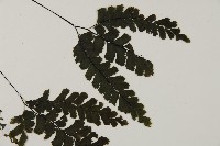 長尾鐵線蕨藏品圖，第4張