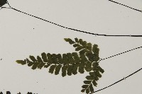 長尾鐵線蕨藏品圖，第5張