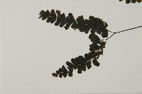 長尾鐵線蕨藏品圖，第6張