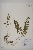 半月形鐵線蕨藏品圖，第1張