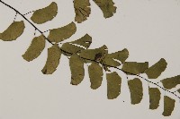 半月形鐵線蕨藏品圖，第3張