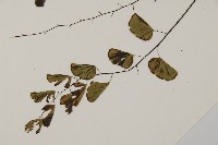 半月形鐵線蕨藏品圖，第4張